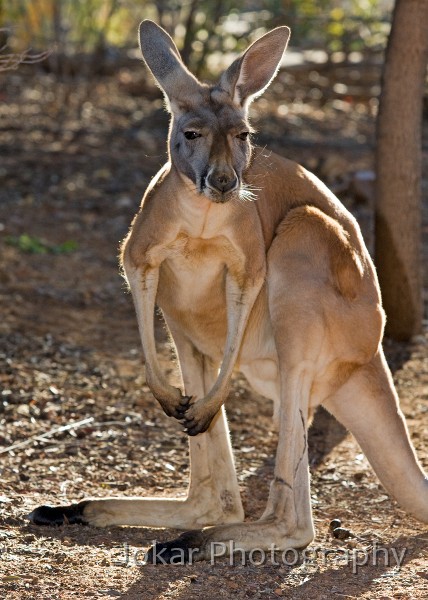 Larapinta_20080616_822 copy.jpg - Euro  (Macropus robustus) , Alice Springs Desert Park